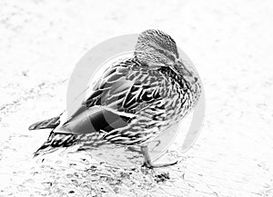 Duck bird fowl nature fauna wildlife plumage black and white photography