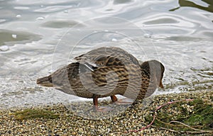 Wild duck on the sandy shore of the lake.