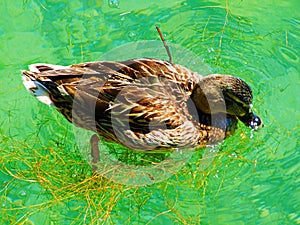 duck, bird, mallard, nature, water, animal, wildlife, lake, grass, wild, green, beak, brown, feather, pond, ducks, feathers