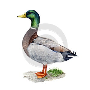 Duck bird standing on the ground. Watercolor illustration. Hand drawn realistic waterfowl. Mallard duck wildlife avian
