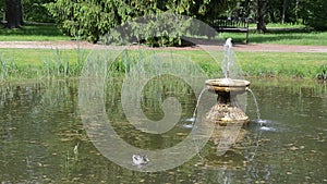 Duck bird swim in lake with fountain spalsh in summer park