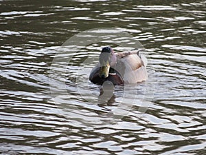 Duck bird swim river colors water feathers photo