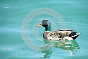 Duck bird swiming