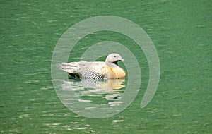 Duck bird swiming