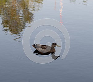 Duck bird swimming alone in blue water in the lake