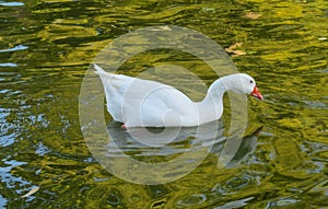 Duck bird swims in lake