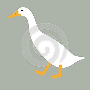 Duck bird , vector illustration,flat style, side
