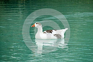 Duck bird in water