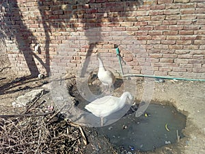 Duck birds in Pakistan city Rahim yar khan