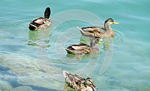 Duck birds swiming in a blue water lake