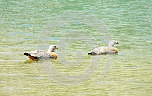 Duck birds swiming in water