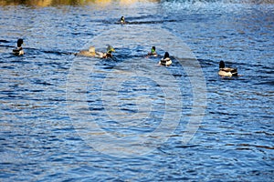 Ducks swimming in the river. Slovakia