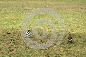 Duck birdsir walking on the ground in the park. Slovakia