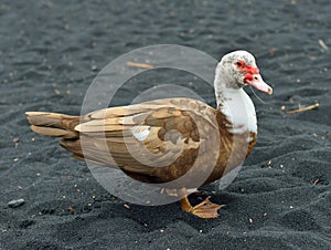 Duck on the black sand beach in Hawaii Big Island