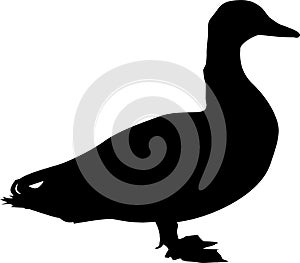 Duck. Black silhouettes of livestock. Farm. Animal