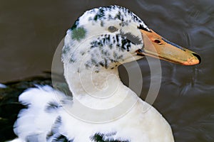 a duck with black and white feathers in water near one another