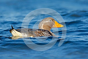 Duck in the blue water. Kelp goose, Chloephaga hybrida, is a member of the duck, goose. It can be found in the Southern part of So