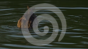 A Duck Bobs its Head in the Reflecting Pool at the National Mall in Washington DC