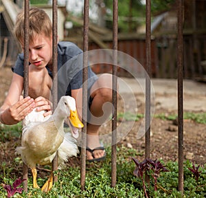 A duck and a boy in the poultry yard on a farm-a duck escapes through the bars of the fence