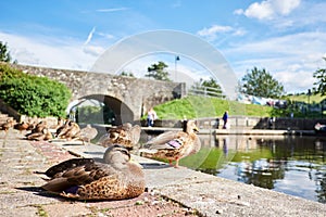 Duck on Brecon canal basin Powys Wales UK photo