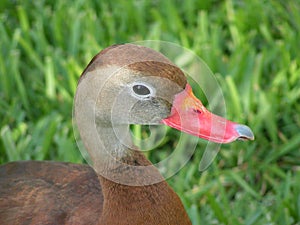 Duck with broken beak