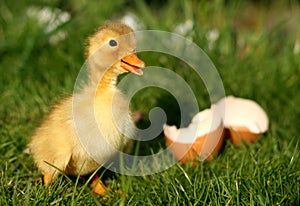 Duck And Broken Egg