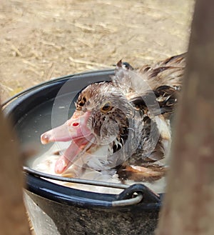 Duck in bucket