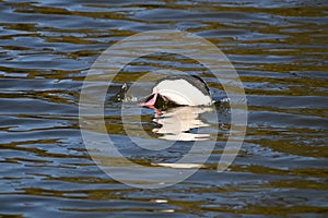 Bufflehead, Bucephala albeola, male, 16.
