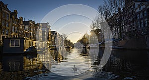 Duck in the canal of amsterdam