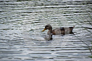 Duck captured at Drottningholm Royal Domains