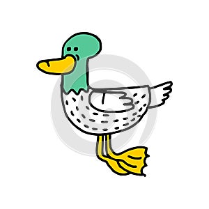 Duck cartoon isolated. Drake drawing. water Bird