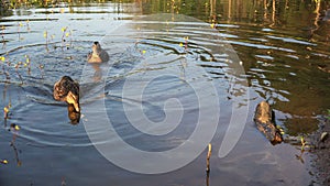 The duck is caught and thrown into the water bread