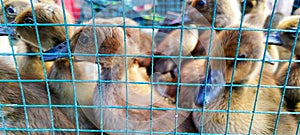 Duck children who are still small