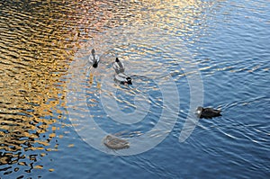 DUCK IN CHRISTIANSHAVN CANAL IN COPENHAGEN DENMARK