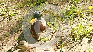Duck cleans feathers on grass