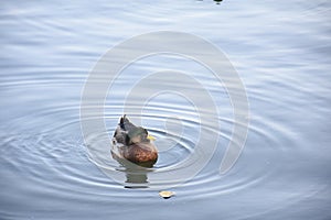 Duck on the clear water
