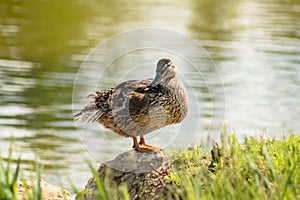 Duck with clipped wings sitting on a rock on the shore of a pond.