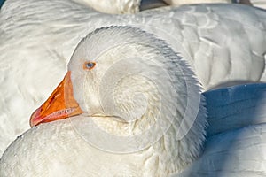 Duck close up