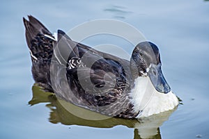 Duck closeup black and white