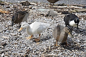 Duck on the coast