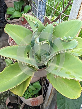 Duck cocor flower grows in a home garden