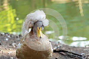 A duck with a colored crest on its head, a gray comb. Poultry near the pond. A closeup of a wild bird