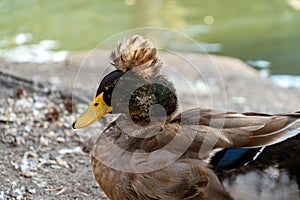 A duck with a colored crest on its head, a gray comb. Poultry near the pond. A closeup of a wild bird in nature. Crested Ducks,