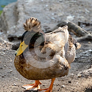 A duck with a colored crest on its head, a gray comb. Poultry near the pond. A closeup of a wild bird in nature. Crested Ducks