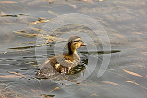Duck is the common name of an important number of anseriform birds, generally migratory, belonging to the Anatidae family.