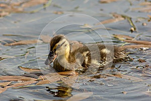 Duck is the common name of an important number of anseriform birds, generally migratory, belonging to the Anatidae family.