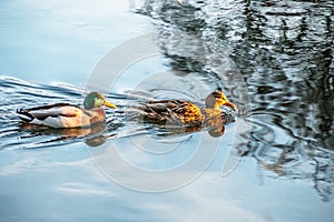 Duck couple swimming in the river isar in winter