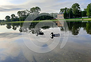 Duck couple waiting for bread