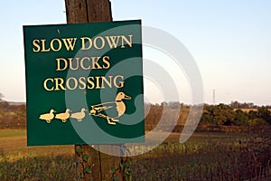 Duck Crossing