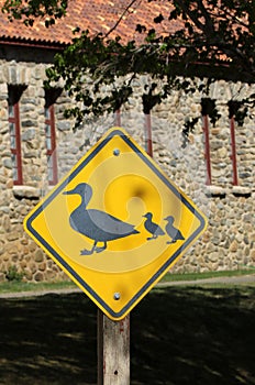 Duck Crossing